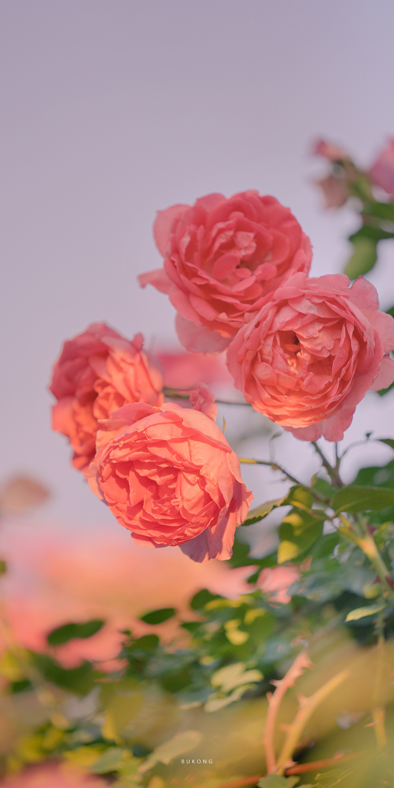 玫瑰粉色花卉