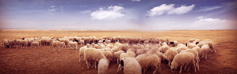 羊群天空草地背景