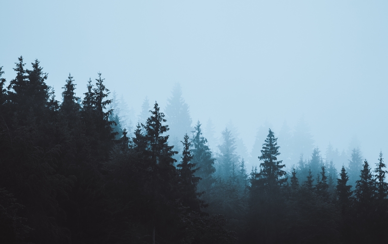雾凇松树摄影背景