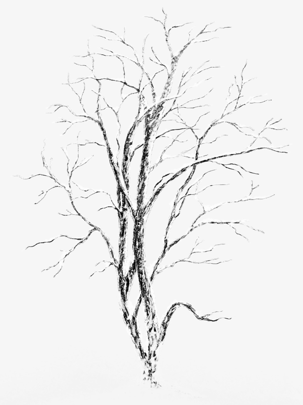 冬天干枯树枝树