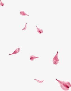 粉红花瓣花朵漂浮装饰