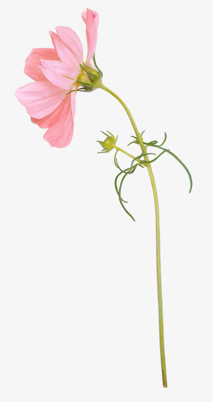 粉色小菊花