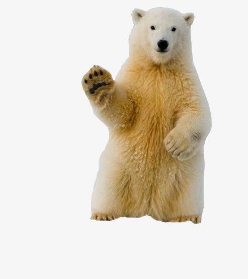 招手的北极熊