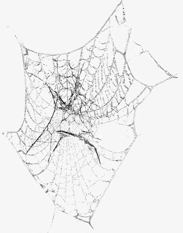 黑白蜘蛛网蜘蛛