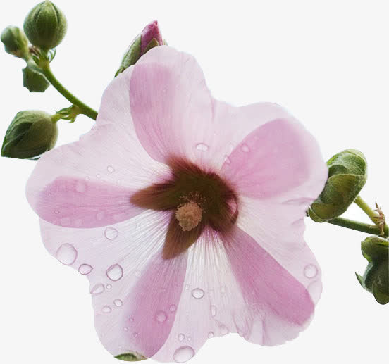 粉色浅色药蜀葵花朵