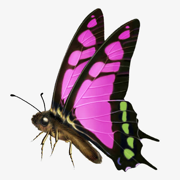 粉绿色斑点蝴蝶装饰