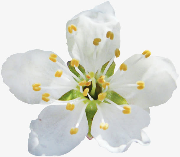 白色的鲜花