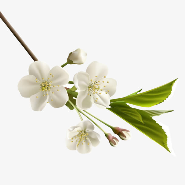 【下载】高清PNG透明花瓣树枝树叶白色梅花图片，优雅植物设计素材，装饰元素精选
