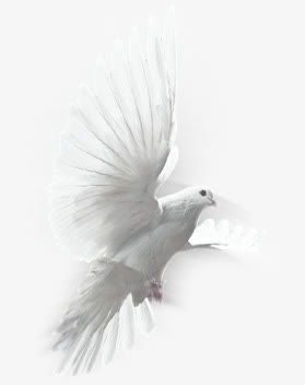 创意高清摄影在爱琴海飞翔的白鸽