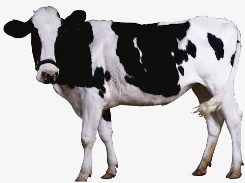 黑白斑点奶牛