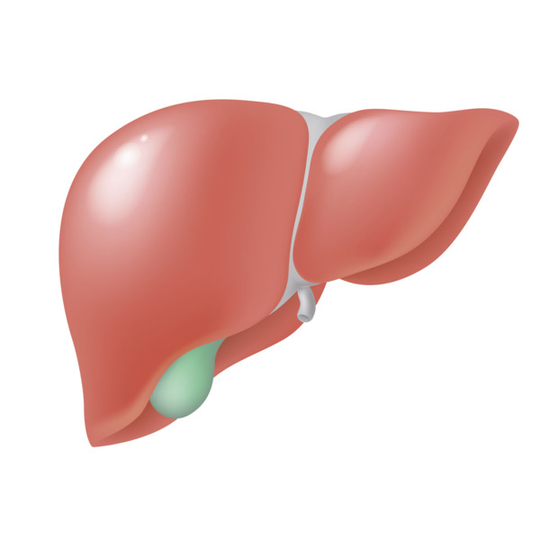 人体肝脏卡通插画，高清PNG透明图片，手绘风格卡通元素，设计素材下载