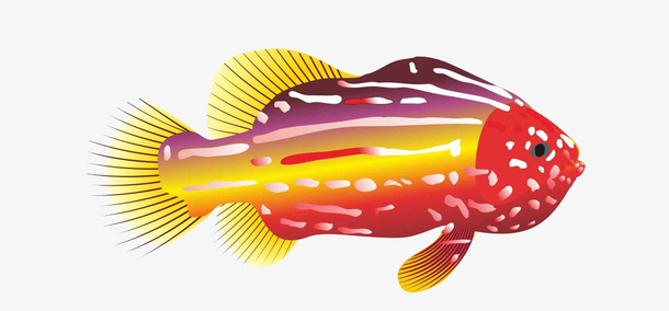 海鲜彩鱼高清PNG透明图片，动植物元素动物设计素材下载