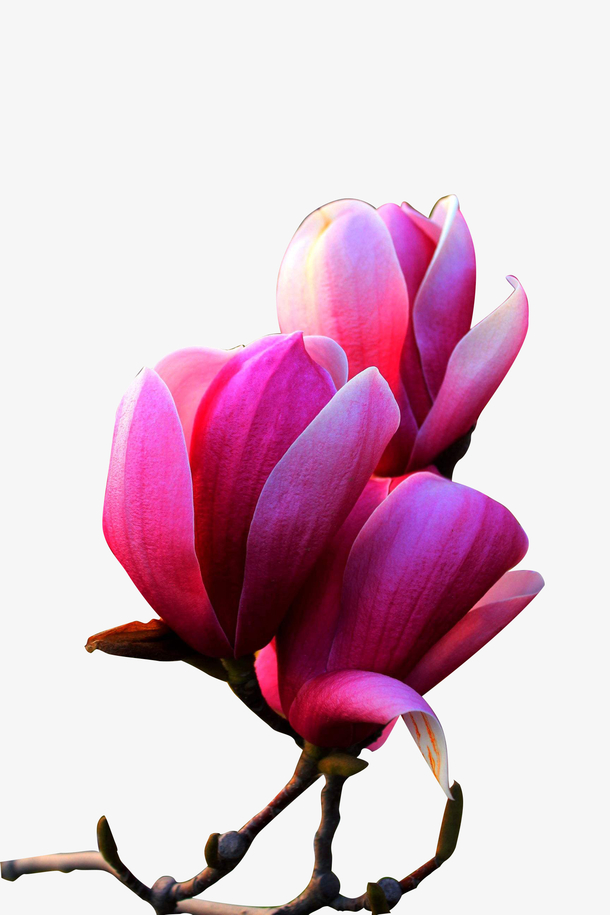 摄影红玉兰花花苞绽放高清PNG透明素材，漂浮花瓣设计元素下载