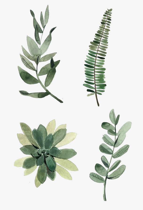 手绘水彩绿叶，高清PNG透明图片，动植物元素设计素材，一键下载！