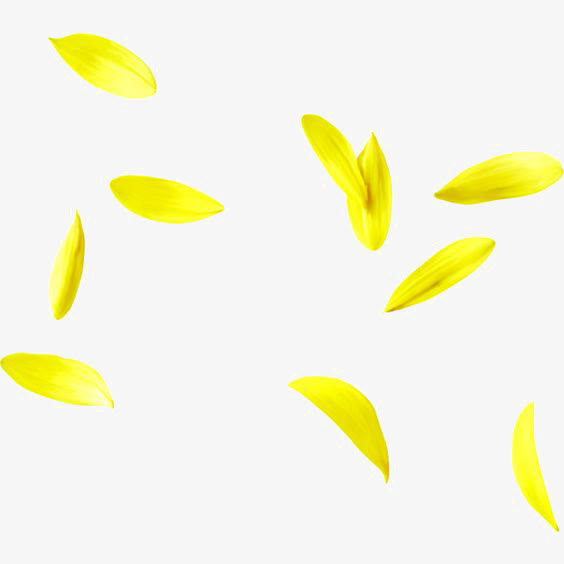 黄色飞舞菊花瓣PNG透明图，动植物元素PSD设计素材高清下载