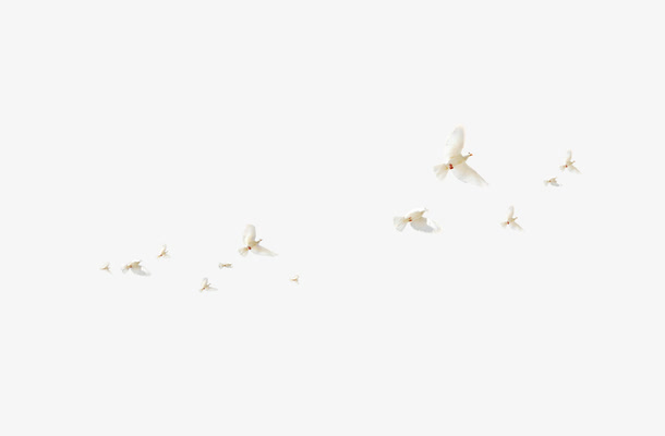 白鸽，小鸟，一群鸟，白色，飞翔