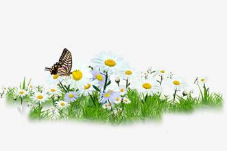 白色草地公园蝴蝶