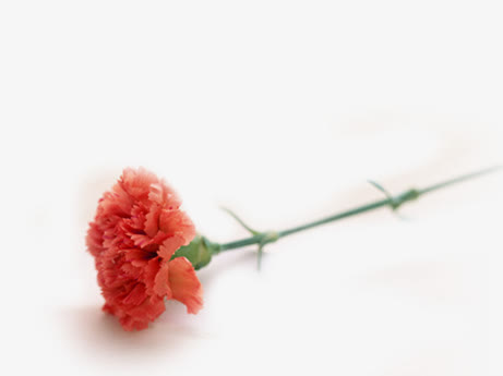 红色康乃馨PNG透明图片，高清花朵装饰元素，EPS设计素材下载