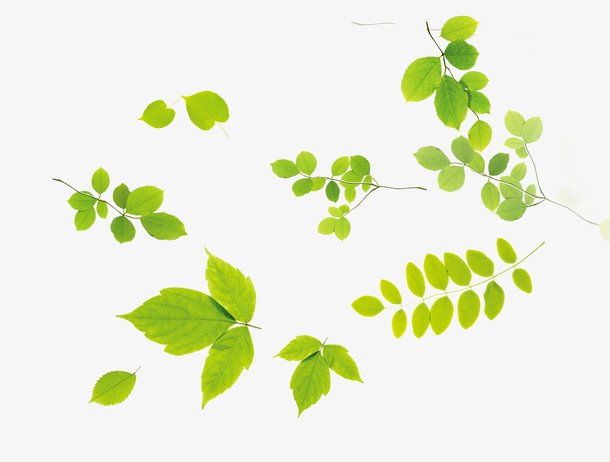 绿色树叶PNG透明图片，高清漂浮元素PSD设计素材下载