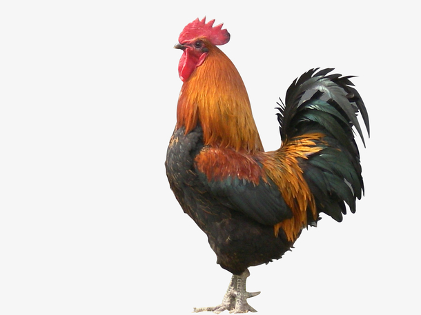 鸡动物大公鸡家禽PNG高清透明图片，免抠元素，设计素材免费下载
