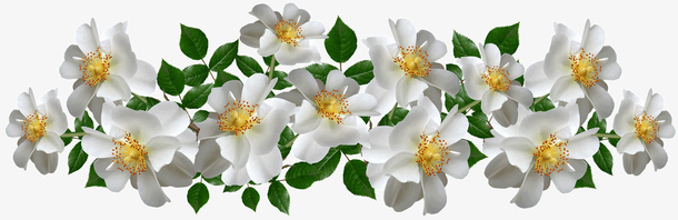 白色栀子花PNG透明图片，动植物元素PSD设计素材高清下载