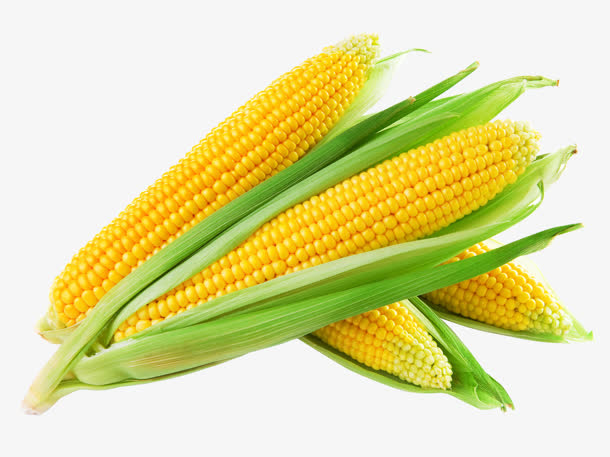 玉米美食高清PNG透明图片，精美植物设计素材，一键下载装饰元素