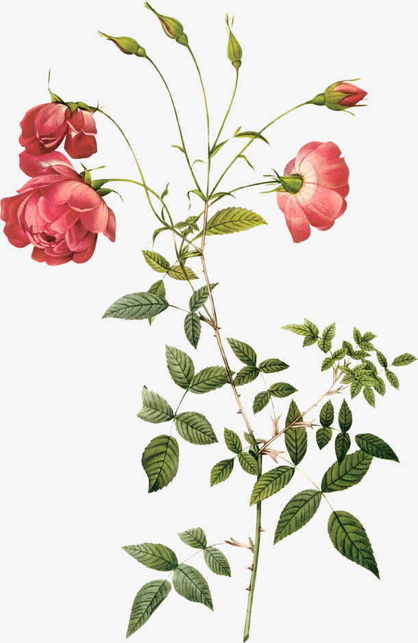 手绘玫瑰PNG透明图，高清装饰元素，植物设计素材下载