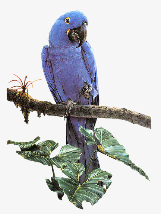 枝头上的鹦鹉PNG透明图，高清动物设计素材，一键下载装饰元素
