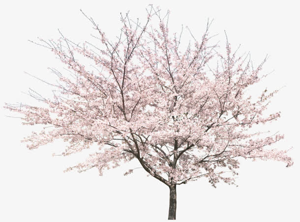 高清立面桃花桃树PNG素材，透明免扣元素，AI设计素材下载