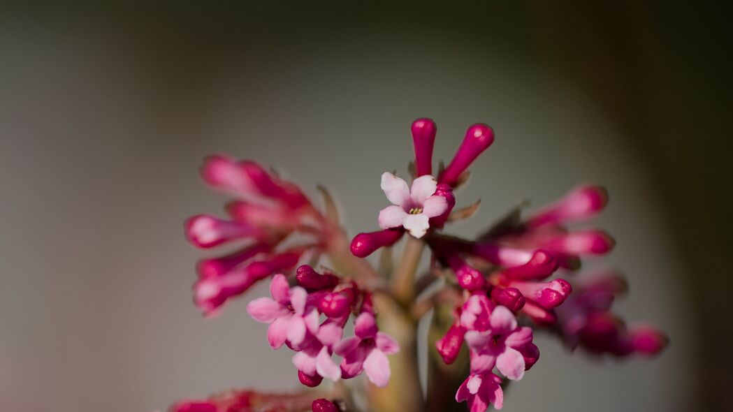 薇花盛放，粉红花序模糊美，精选4K超高清壁纸3840x2160下载