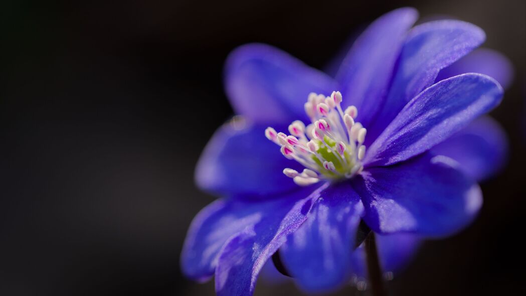 肝花蓝色花瓣绝美4K壁纸，3840x2160高清背景图片，一键下载！