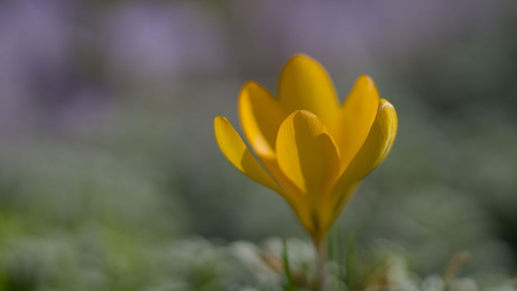 番红花春韵，模糊黄色花瓣，4K高清壁纸，3840x2160分辨率畅享下载