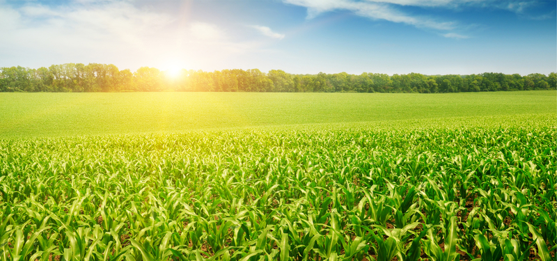 阳光玉米地高清图片，农作物JPG与另类PSD设计素材下载