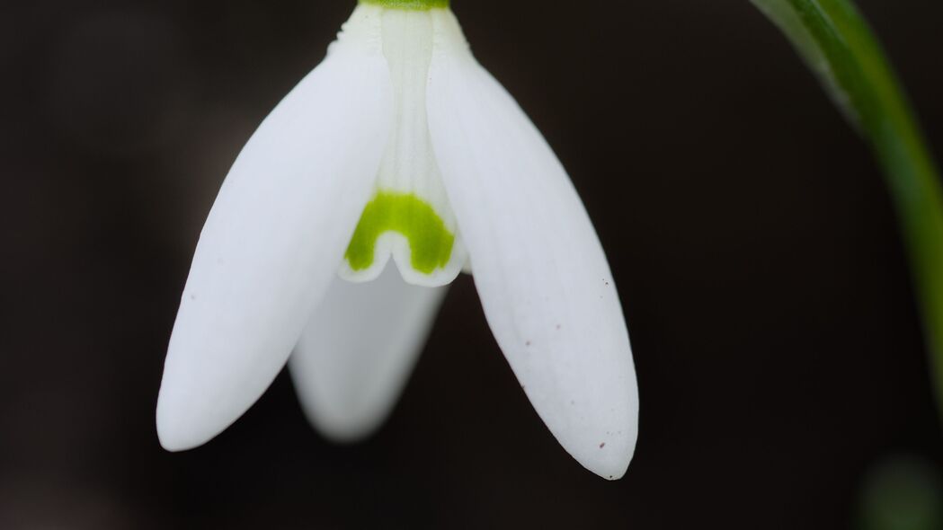 雪花花朵春景模糊自然，精选4K高清壁纸3840x2160，下载尽享清晰之美