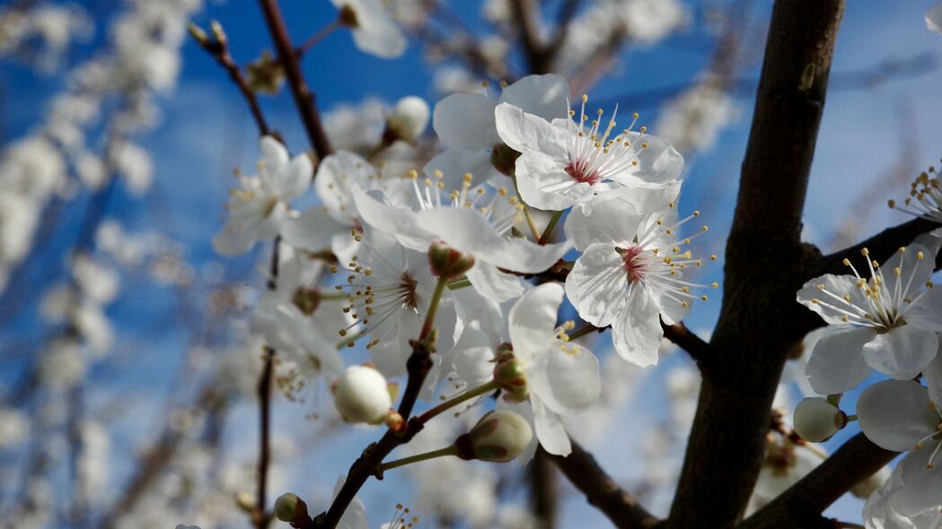 春日花开，洁白花瓣绽放，高清4K壁纸，3840x2160精美背景图片下载