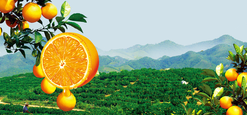 水果脐橙淘宝背景素材，高清JPG图片下载（另类/其他设计元素）
