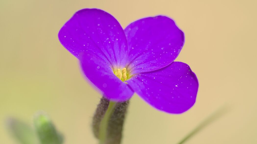 茄子花，唯美紫色花瓣4K壁纸，3840x2160超高清背景图片下载