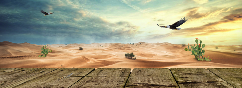 大气热带沙漠仙人掌高清JPG图片 - 创意另类设计素材免费下载