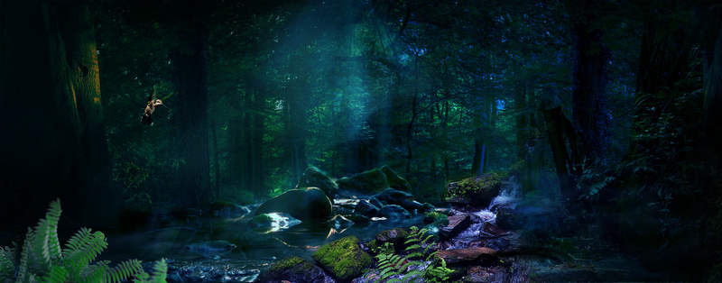 森林浪漫梦幻，高清绿色淘宝海报背景JPG，创意设计素材下载