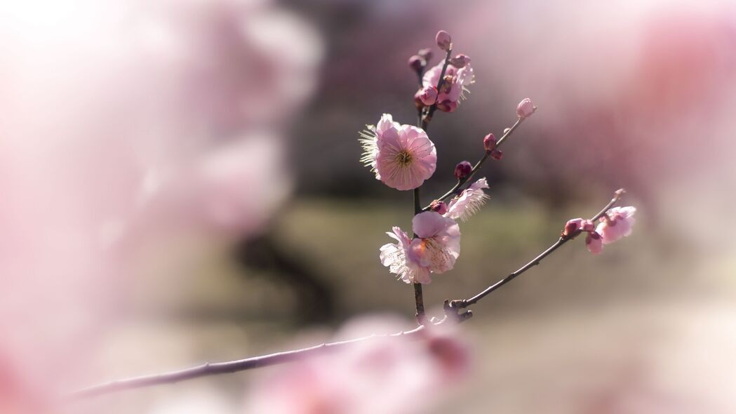 日本李子绽放春景，粉红色花瓣模糊美，高清4K壁纸3840x2160下载