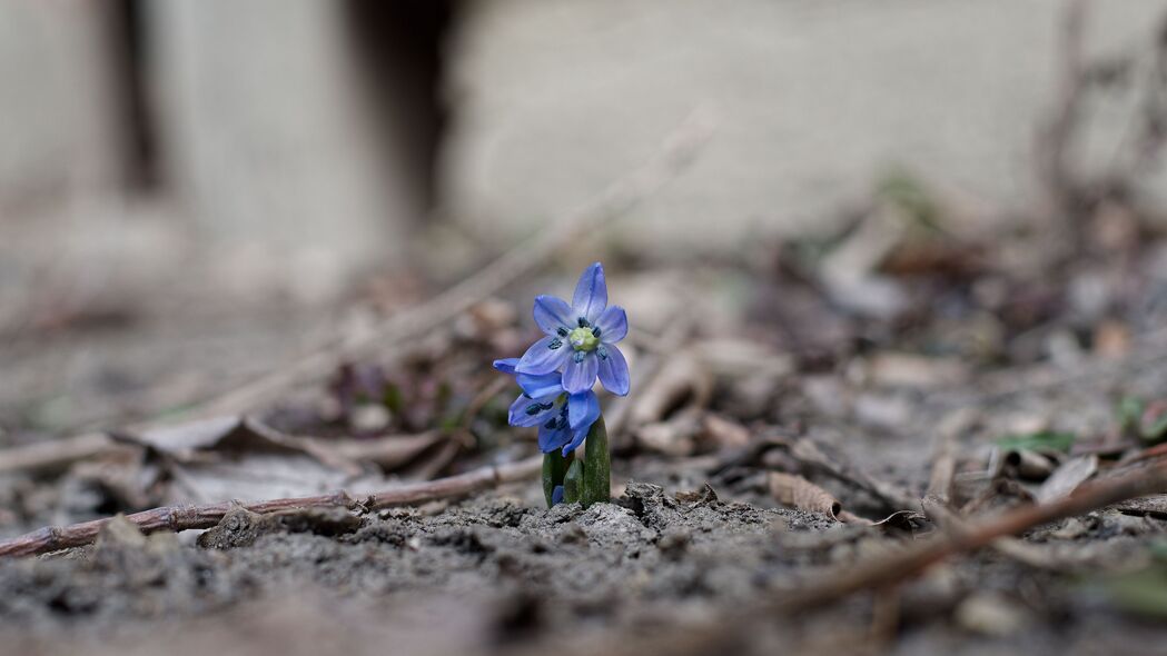 Spring Scillas Blossoms: Blurry Macro 4K Wallpaper 3840x2160 HD Background Download