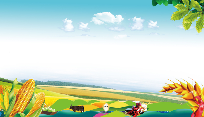 麦田玉米天空背景，珍惜粮食公益海报高清素材下载