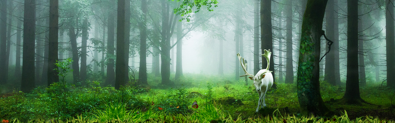 神秘森林背景高清JPG，另类图片设计素材，免费下载