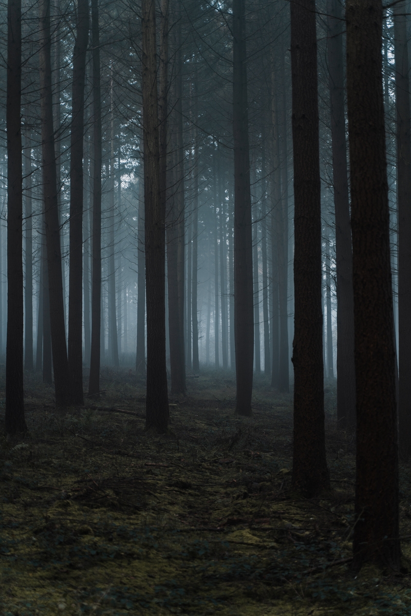 神秘黑暗森林，惊悚高清JPG图片素材，另类设计元素下载
