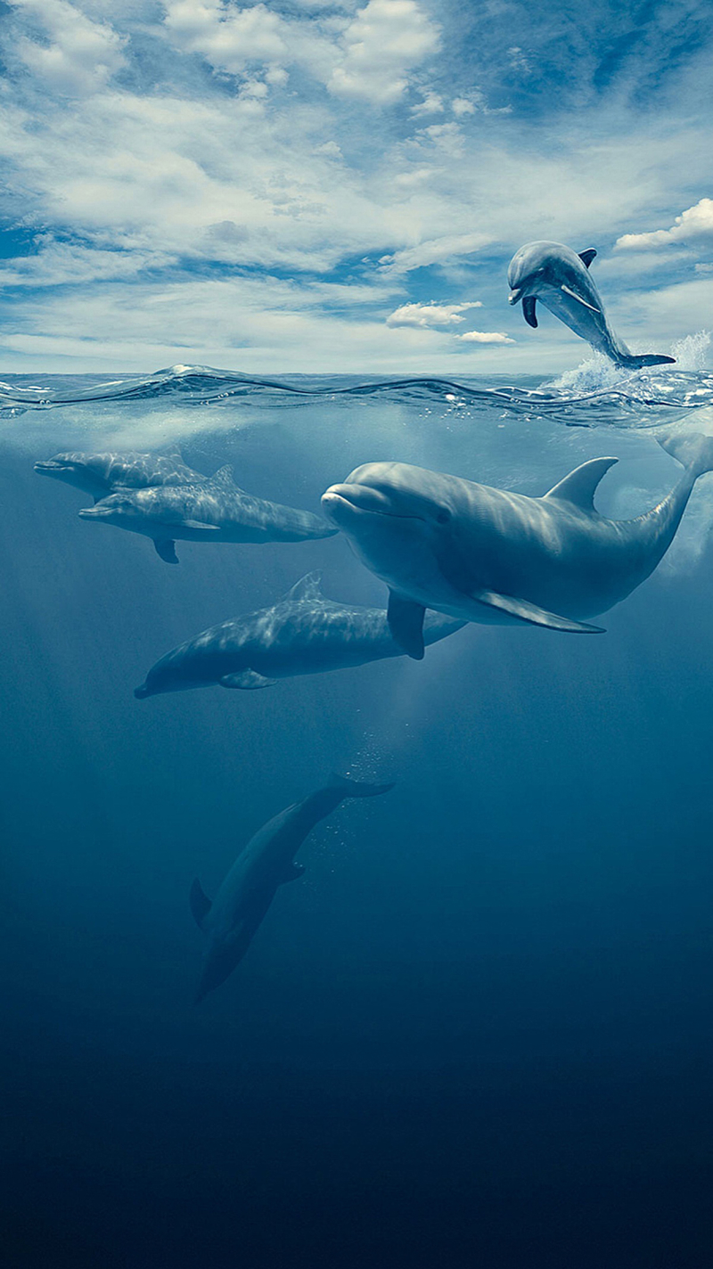 蓝色海洋海豚高清背景，JPG图片素材，创意另类设计资源下载