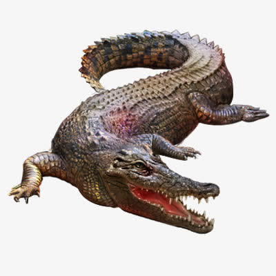 鳄鱼PNG透明图片，动植物元素设计素材，高清主页下载