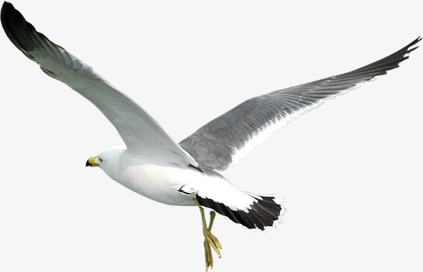 夏日沙滩海鸥飞翔PNG素材，高清透明动物图片，设计元素下载