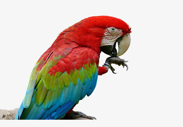 彩色羽毛动物PNG透明图，高清装饰元素与图片设计素材下载