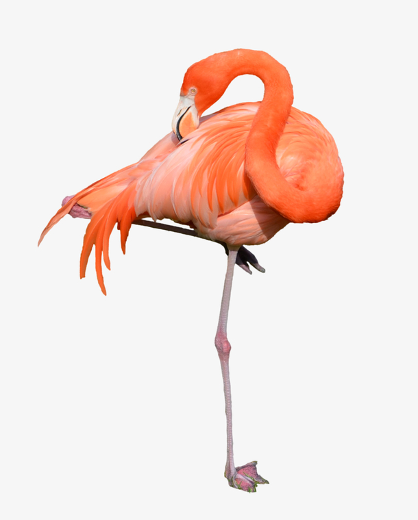火烈鸟PNG透明图，鲜艳色彩，高清素材，动物设计元素免费下载