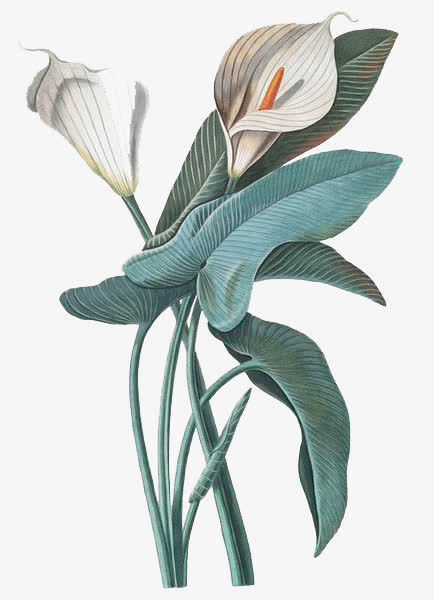 手绘白花PNG透明图，高清装饰元素，植物设计素材下载